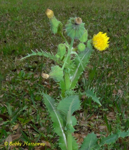 {Sonchus asper}